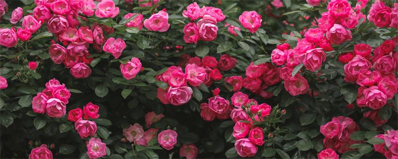 月季花的特点 月季花的特点是
