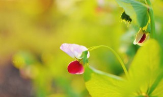 怎么做豌豆花 怎么做豌豆花视频教程