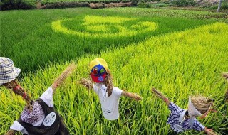旱稻施肥的正确方法（旱稻施肥的正确方法是）