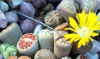 怎么养生石花（怎么养生石花才能埻实）