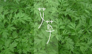 艾叶洗脸有什么好处 艾叶洗脸有啥好处