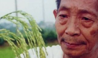 袁隆平怎么发现水稻的 袁隆平怎么发现水稻的故事