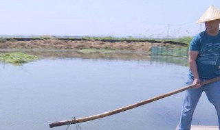 田里怎么养龙虾（水田养龙虾怎么养）