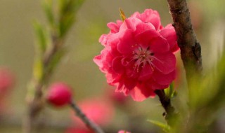 怎么样桃花运会好 桃花运势怎么样