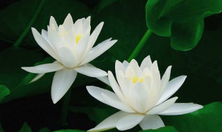 白莲花什么意思形容人 白莲花什么意思形容人图片