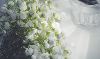 满天星的花语是什么意思（满天星的花语是什么意思 寓意）