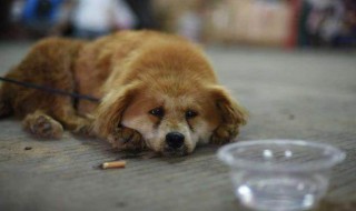 看见的流浪狗应该怎么做（如果看到流浪狗我们应该怎么帮助他）