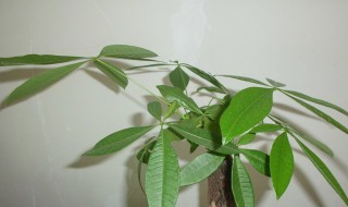 发财树新芽枯萎怎么办（发财树新芽枯萎怎么办呢）