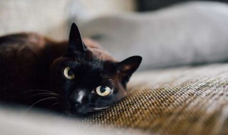 梦见猫进家里好吗（梦见猫进家里好吗）