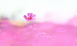 格桑花花语美句 描写格桑花花语