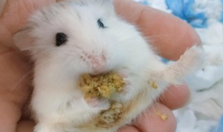 被仓鼠咬了怎么办 被仓鼠咬了怎么办?