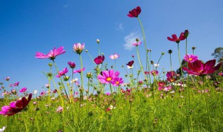 格桑花唯美花语（格桑花的花语）