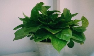 绿萝招鬼是哪几种鬼（绿萝花招鬼吗）