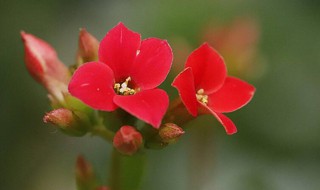 10大吉利花（10大吉利花古诗）