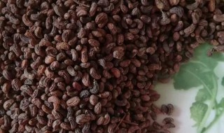 女贞子的食用方法（女贞子的食用方法是什么）