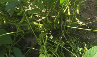 黑豆开花期怎么管理 黑豆开花到结果需要多长时间