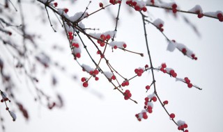 梦见下大雪（梦见下大雪地上的雪很厚）