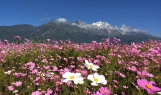 梦见格桑花啥意思（梦中的格桑花）