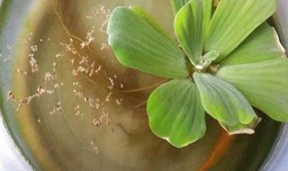 水芙蓉怎么养（水芙蓉怎么养发黄腐烂）