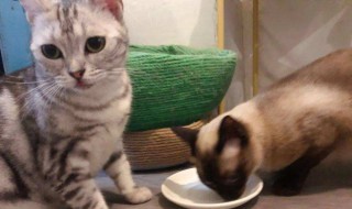 半熟的鸡胸肉可以给猫吃吗（半熟的鸡胸肉可以给猫吃吗视频）