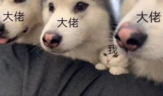 沙雕又可爱的王者荣耀文案 关于王者的可爱文案