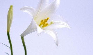 百合花适合室内养吗（百合花适合室内养吗冬天）