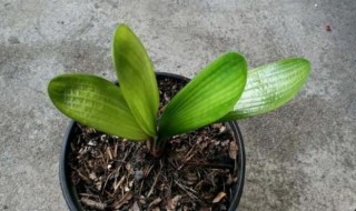 客厅最旺宅的大型植物（客厅最旺宅的植物）