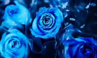 为什么不能送蓝玫瑰（为什么不能送蓝玫瑰花）