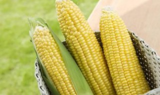 种玉米时间及方法（玉米的种植时间的方法）