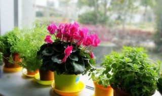 芙蓉花浇水的正确方法（芙蓉花浇水的正确方法是）