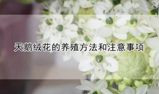 天鹅绒花的养殖方法和注意事项（天鹅绒花的养殖方法和注意事项有哪些）