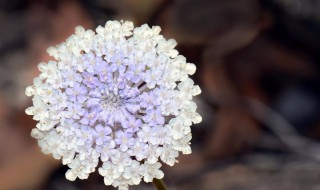 翠珠花有毒吗（翠珠花有毒吗图片）