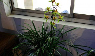 蕙兰花谢了 蕙兰花谢了该怎么养