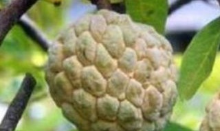 释迦果好种植吗 释迦果适合什么地方种植