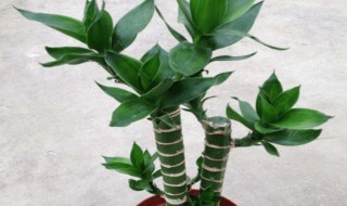 莲花竹怎么养（莲花竹怎么养活）