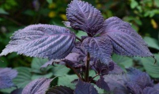 紫苏种子怎么种植方法（紫苏种子怎么种植方法图片）