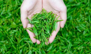 采茶叶的手法和技巧 采茶叶的手法和技巧视频