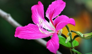 香港的区花是什么花 香港的区花是什么花,象征什么