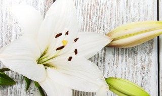 百合花怎么养（百合花怎么养才能保持开的久）