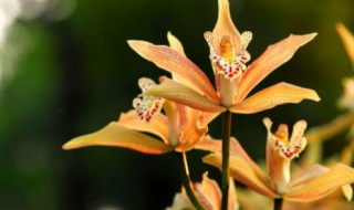 虎头兰花种植注意事项（虎头兰花种植注意事项视频）