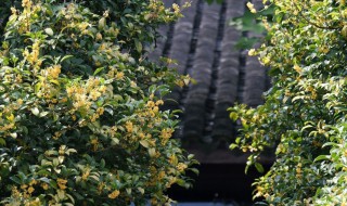 桂花树可以种在院子里吗 桂花树可以种在院子里吗北方
