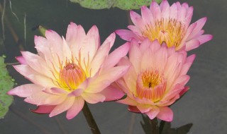 香水小叶莲花怎么养（香水小叶莲花怎样养）