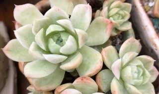 白月影多肉的养殖方法和注意事项 多肉植物白月影怎么养