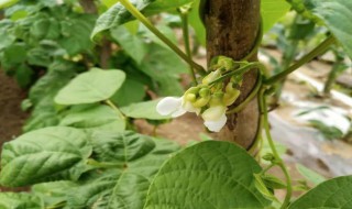 白芸豆种植时间和方法 白芸豆种植时间和方法介绍!