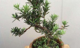 罗汉松浇水的正确方法（罗汉松浇水的正确方法视频）