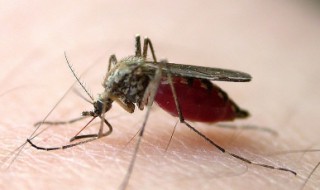 家庭驱蚊子最有效的方法 家庭驱蚊子最有效的方法视频