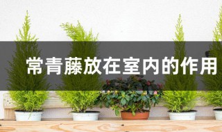 常青藤放在室内的作用 常青藤可以放在室内吗