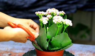 黑发丝植物怎么养 黑发丝植物怎么养护