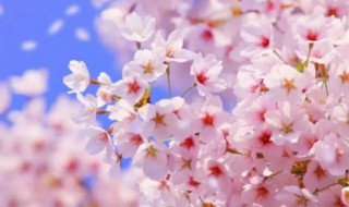 樱花有啥作用 樱花有啥作用与功效