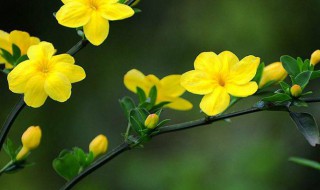 迎春花的作用（迎春花的作用作文）